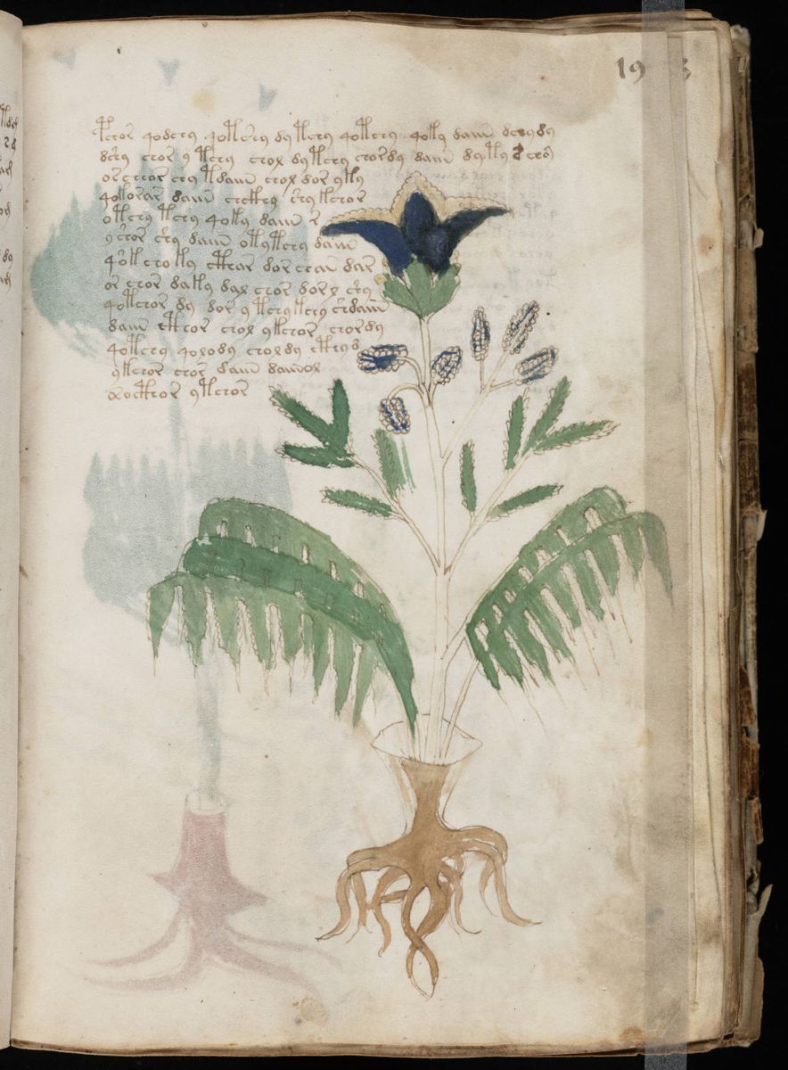 Voynich Manuscript (37).jpg Voynich Manuscript (37).jpg