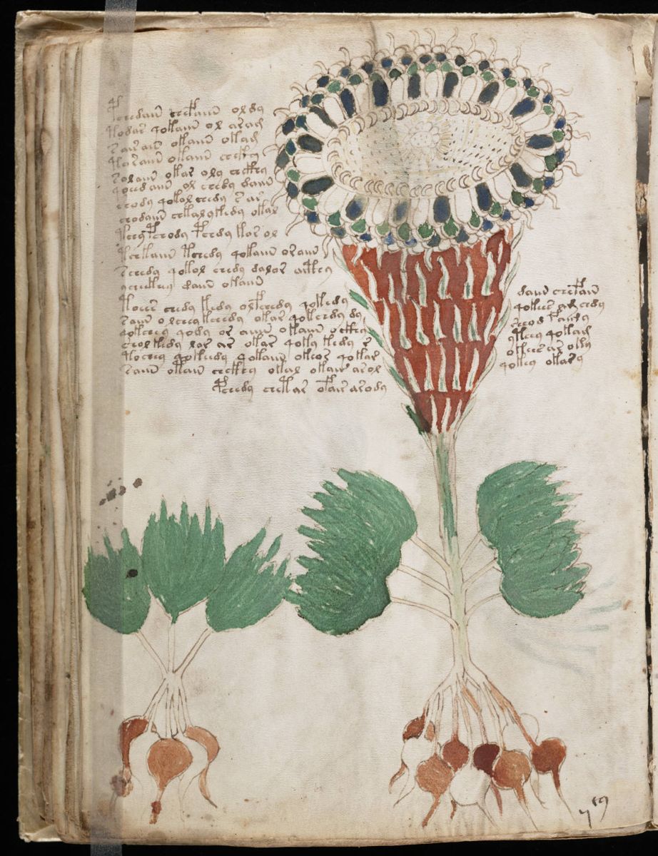 Voynich Manuscript (80).jpg Voynich Manuscript (80).jpg
