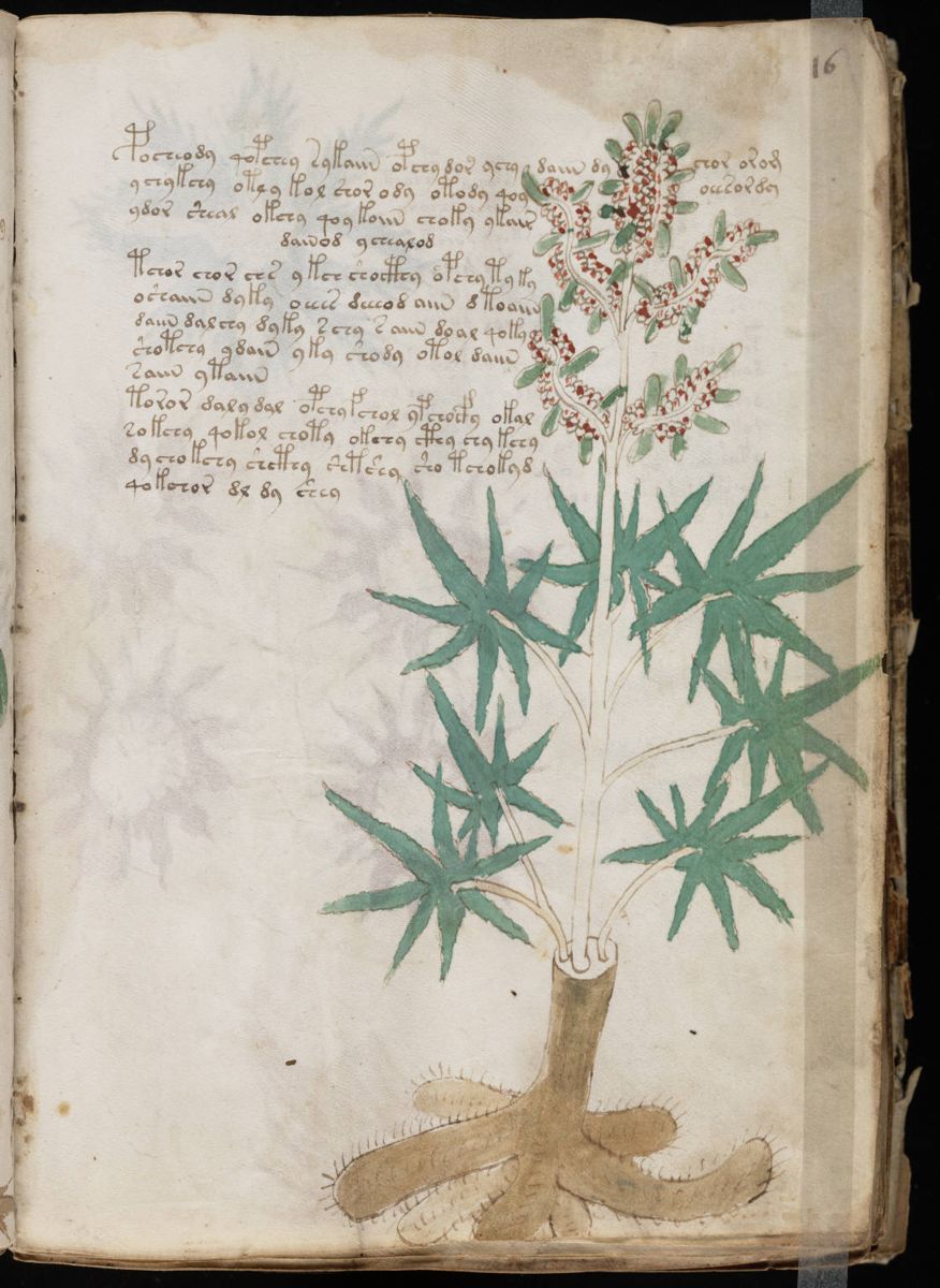 Voynich Manuscript (31).jpg Voynich Manuscript (31).jpg