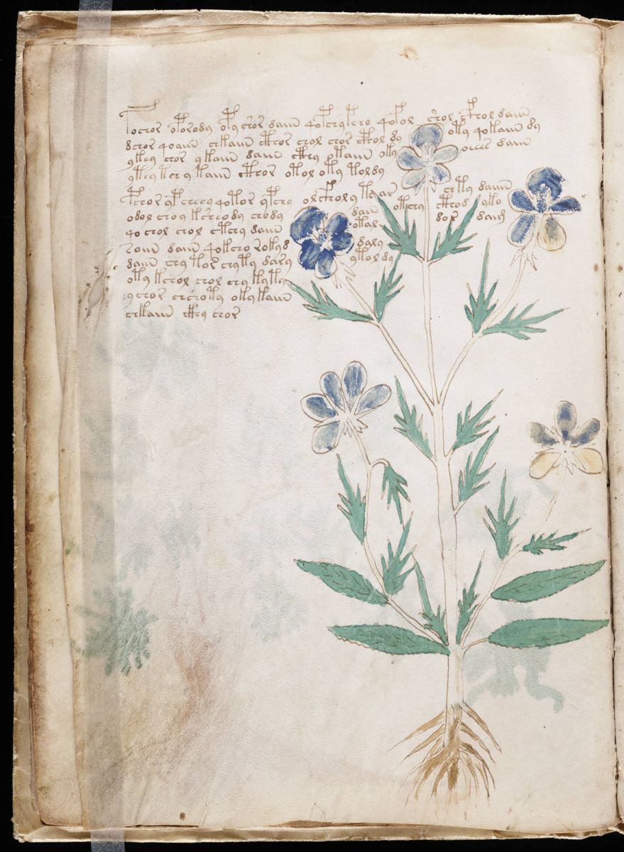 Voynich Manuscript (20).jpg Voynich Manuscript (20).jpg
