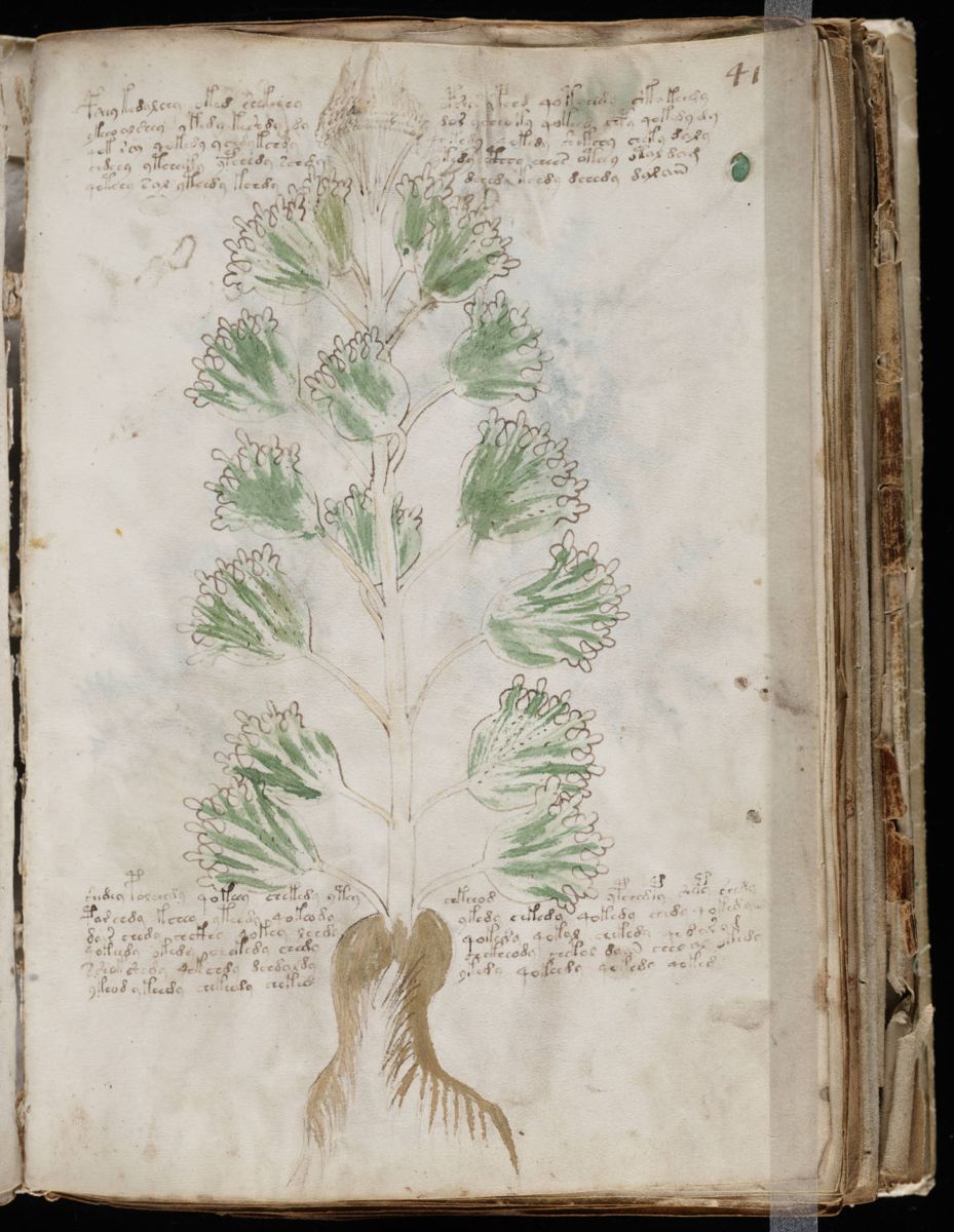 Voynich Manuscript (81).jpg Voynich Manuscript (81).jpg