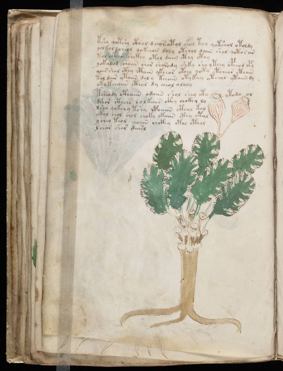 Voynich Manuscript (88).jpg Voynich Manuscript (88).jpg