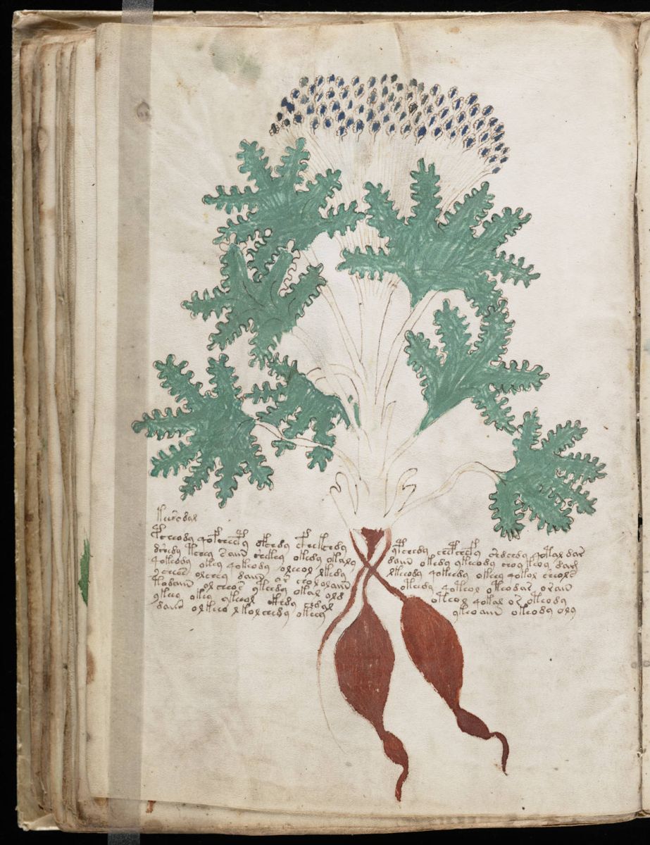 Voynich Manuscript (82).jpg Voynich Manuscript (82).jpg