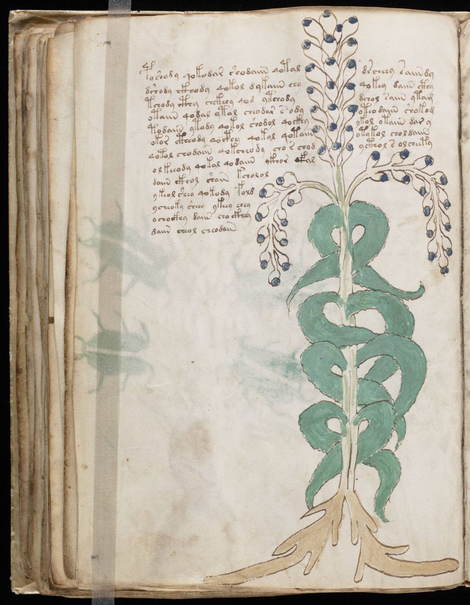 Voynich Manuscript (102).jpg Voynich Manuscript (102).jpg