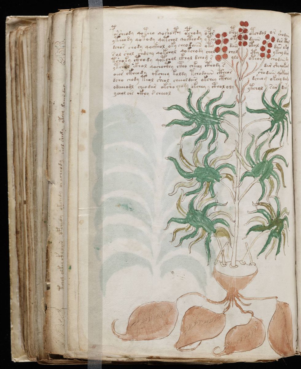 Voynich Manuscript (168).jpg Voynich Manuscript (168).jpg