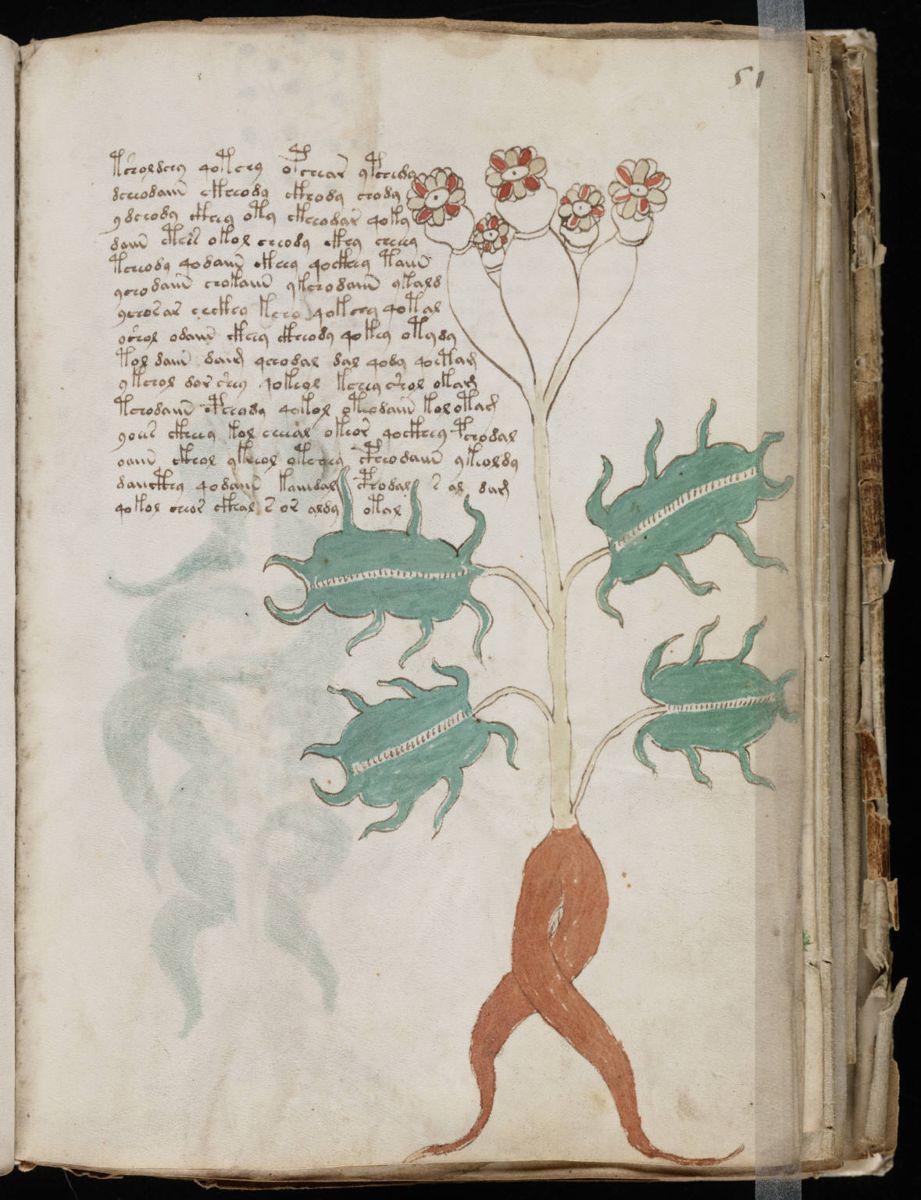 Voynich Manuscript (101).jpg Voynich Manuscript (101).jpg