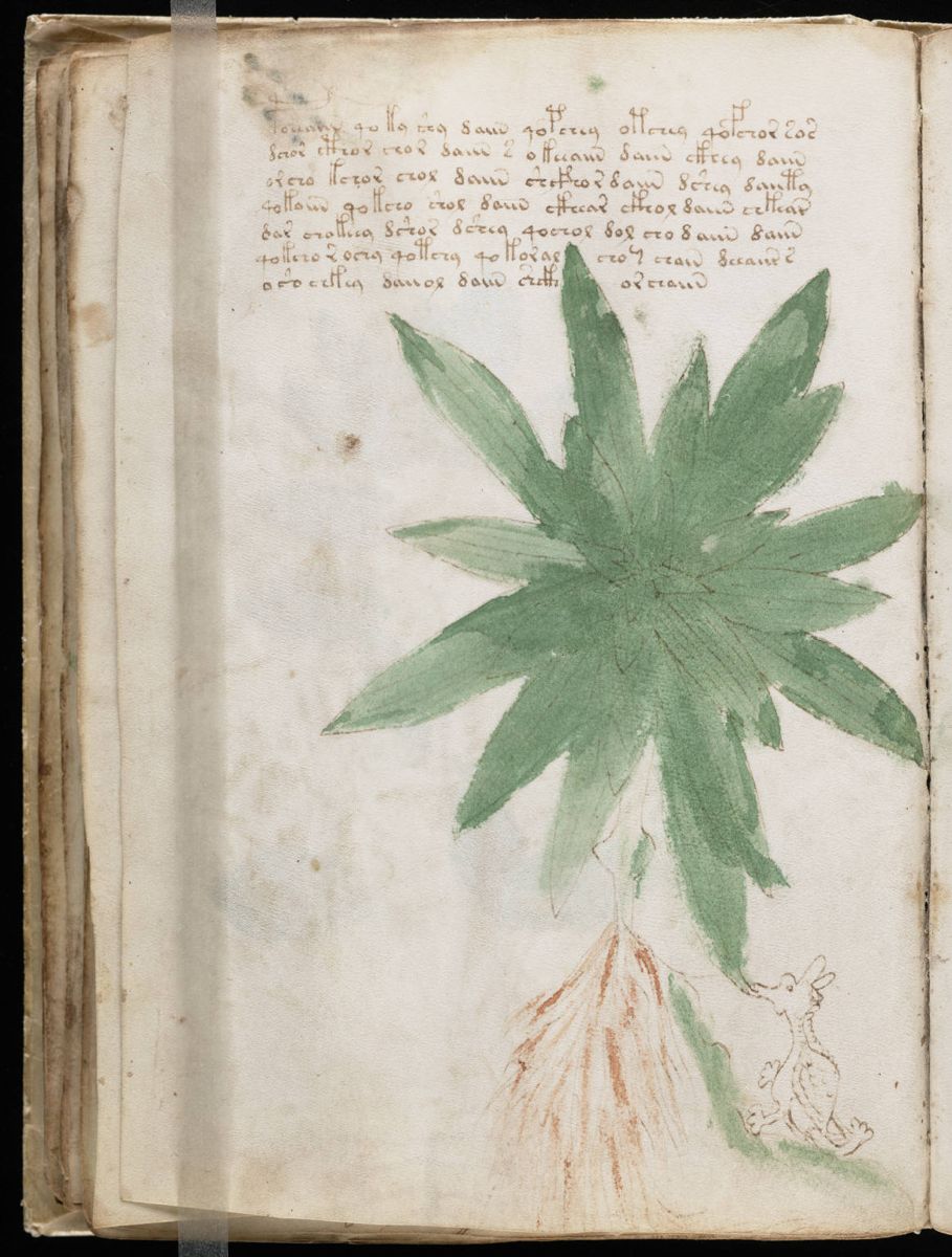 Voynich Manuscript (50).jpg Voynich Manuscript (50).jpg