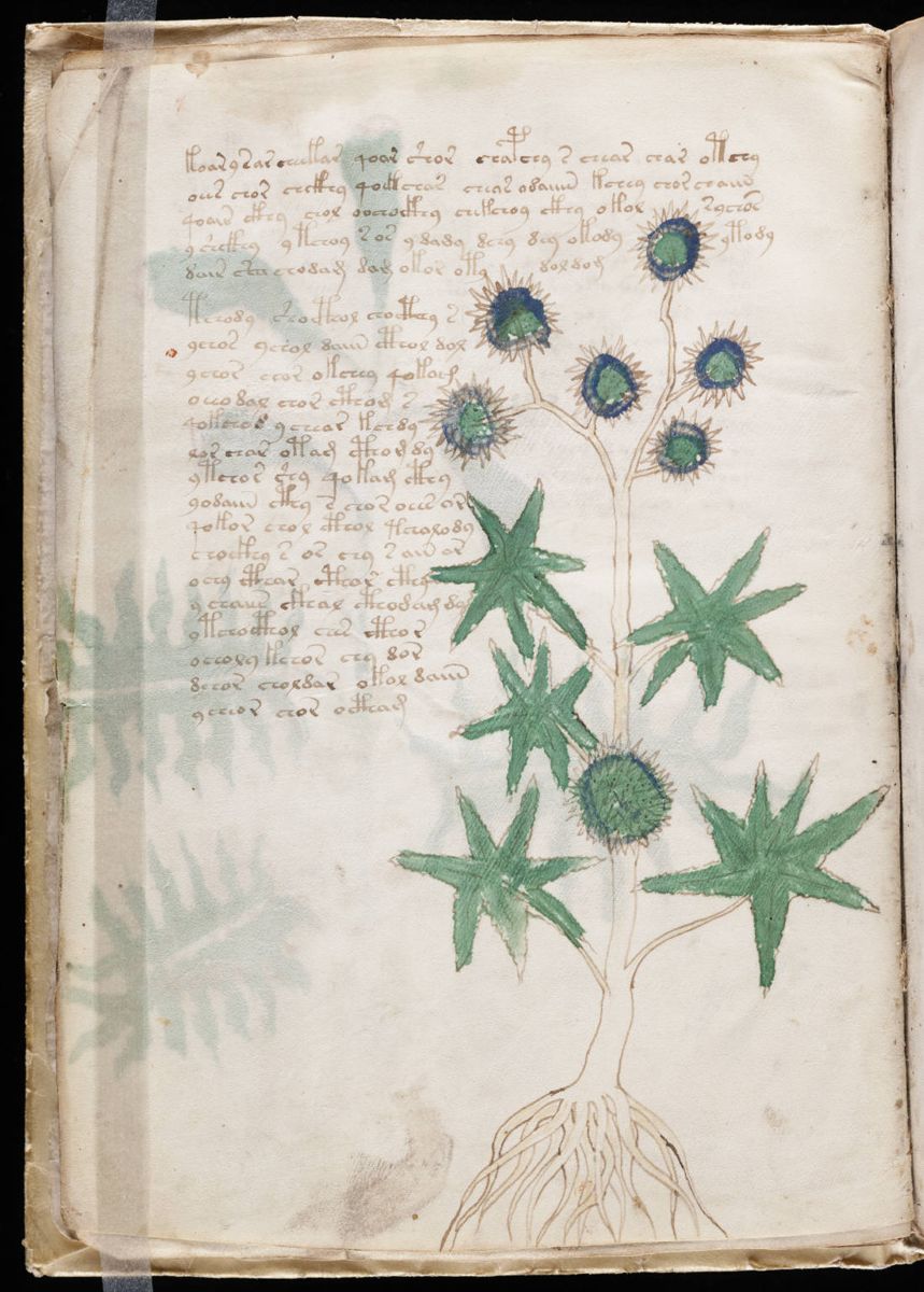 Voynich Manuscript (14).jpg Voynich Manuscript (14).jpg