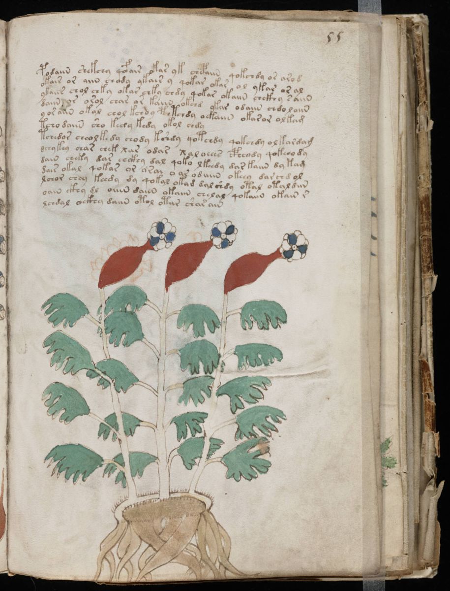 Voynich Manuscript (109).jpg Voynich Manuscript (109).jpg