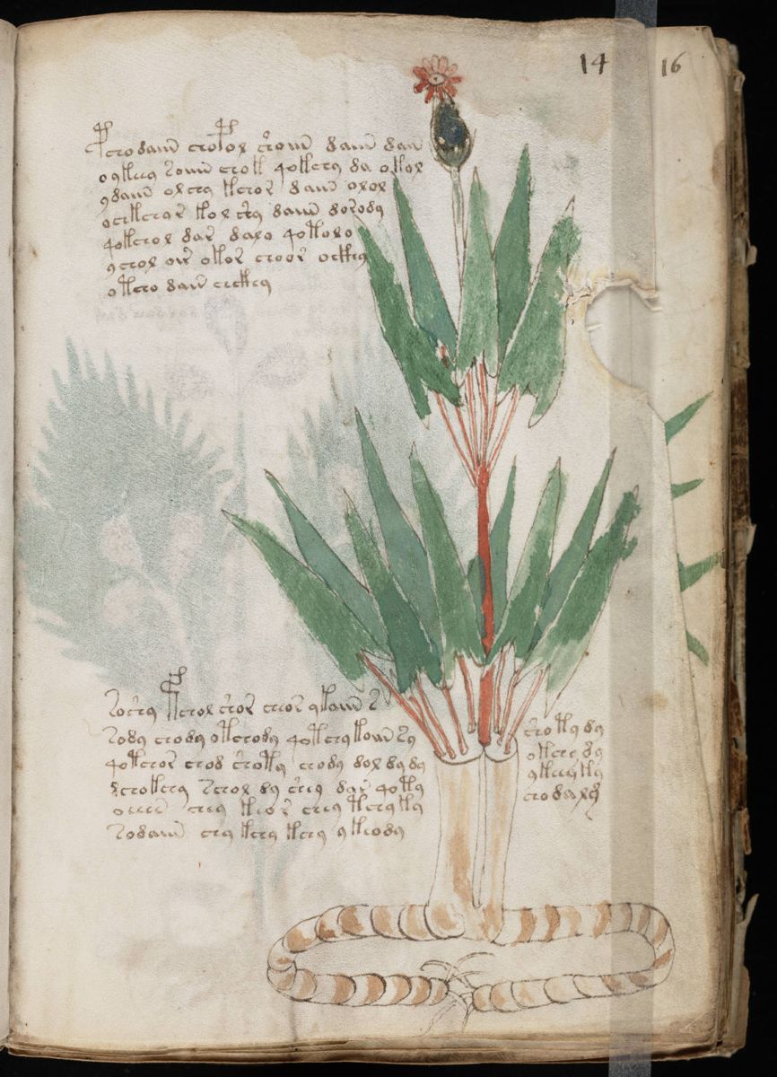 Voynich Manuscript (27).jpg Voynich Manuscript (27).jpg