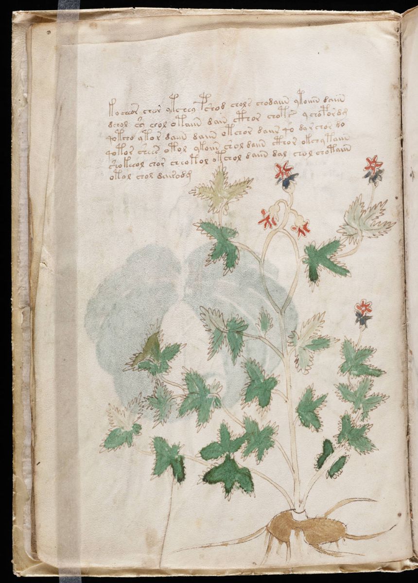 Voynich Manuscript (12).jpg Voynich Manuscript (12).jpg