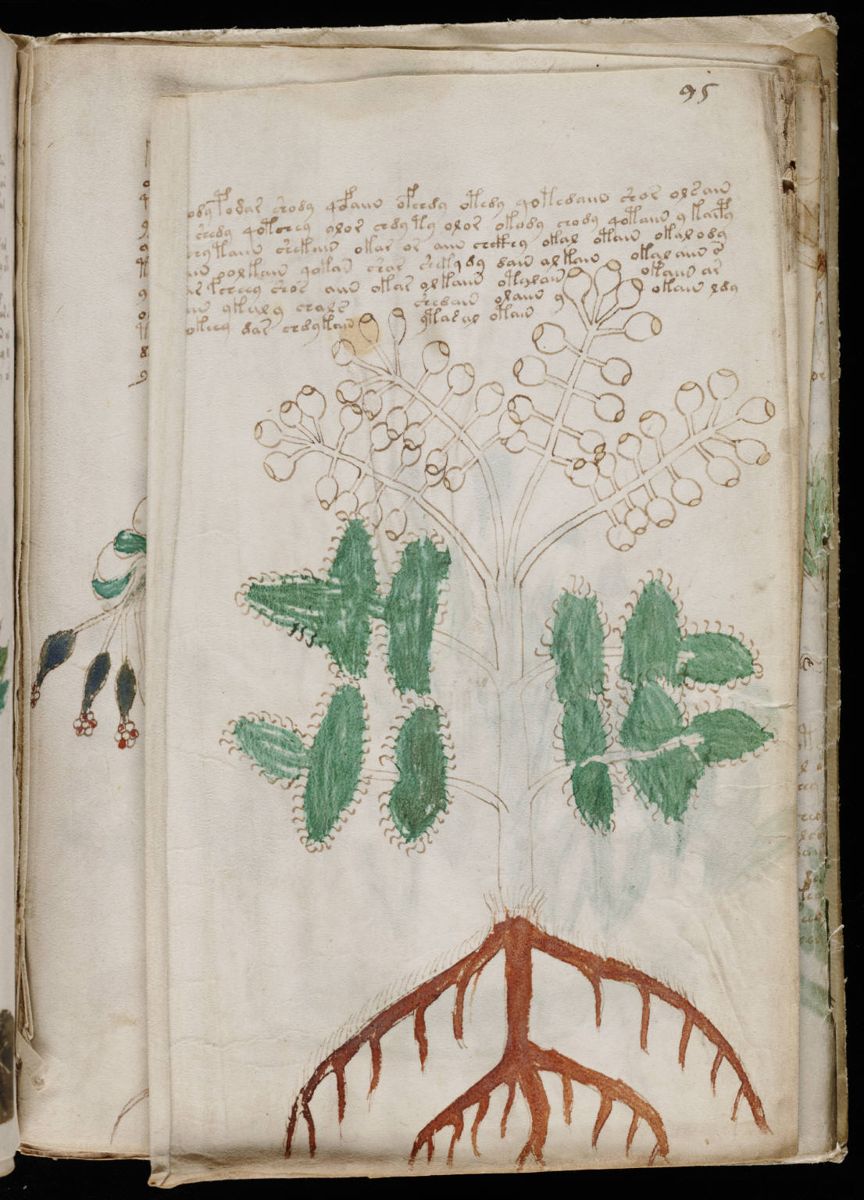 Voynich Manuscript (171).jpg Voynich Manuscript (171).jpg