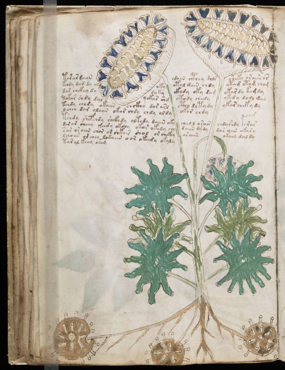 Voynich Manuscript (66).jpg Voynich Manuscript (66).jpg