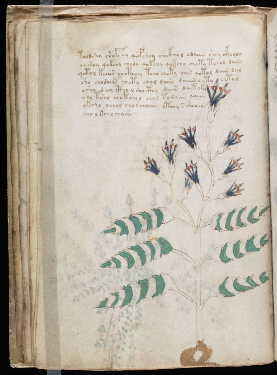 Voynich Manuscript (42).jpg Voynich Manuscript (42).jpg