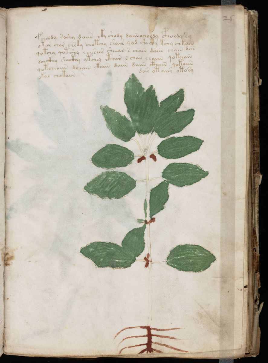 Voynich Manuscript (49).jpg Voynich Manuscript (49).jpg