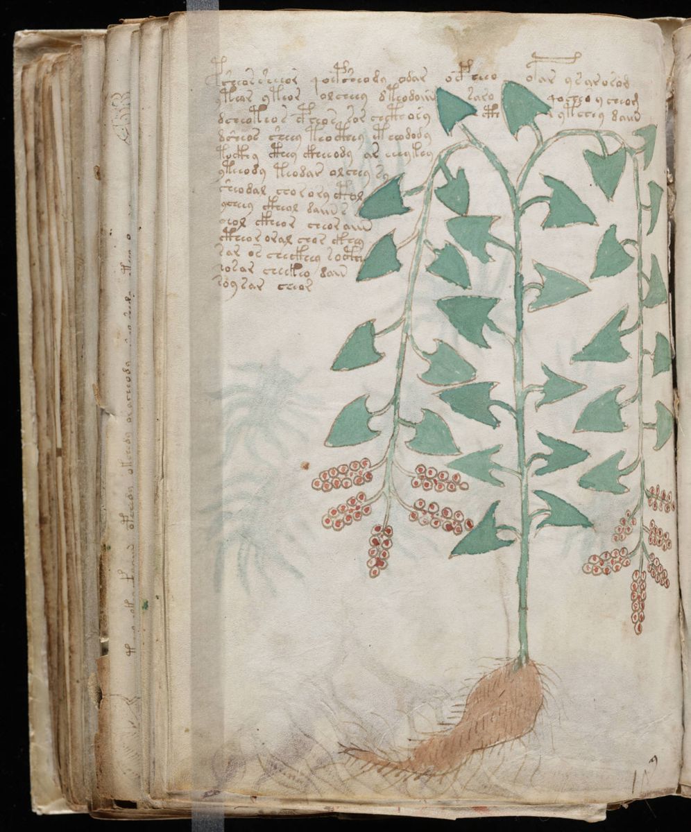 Voynich Manuscript (174).jpg Voynich Manuscript (174).jpg