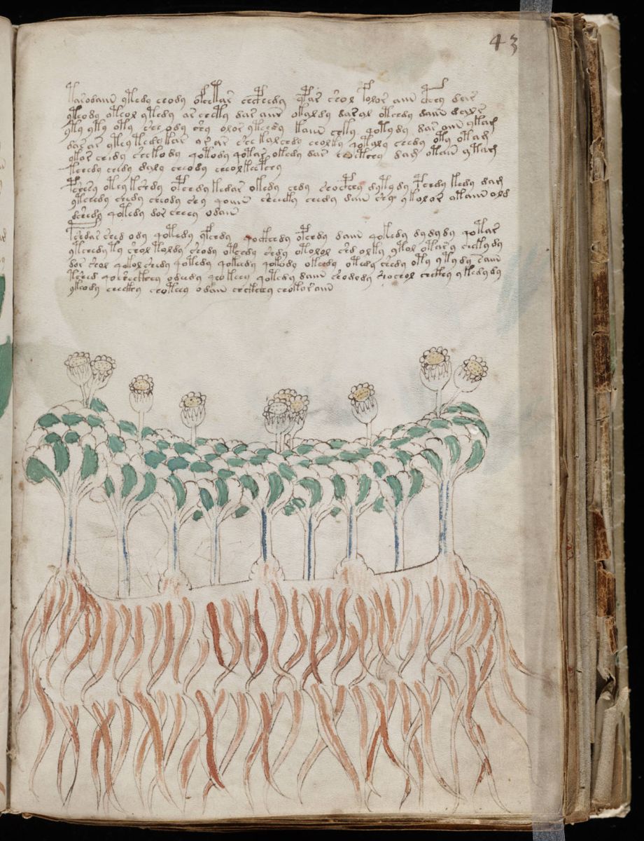 Voynich Manuscript (85).jpg Voynich Manuscript (85).jpg
