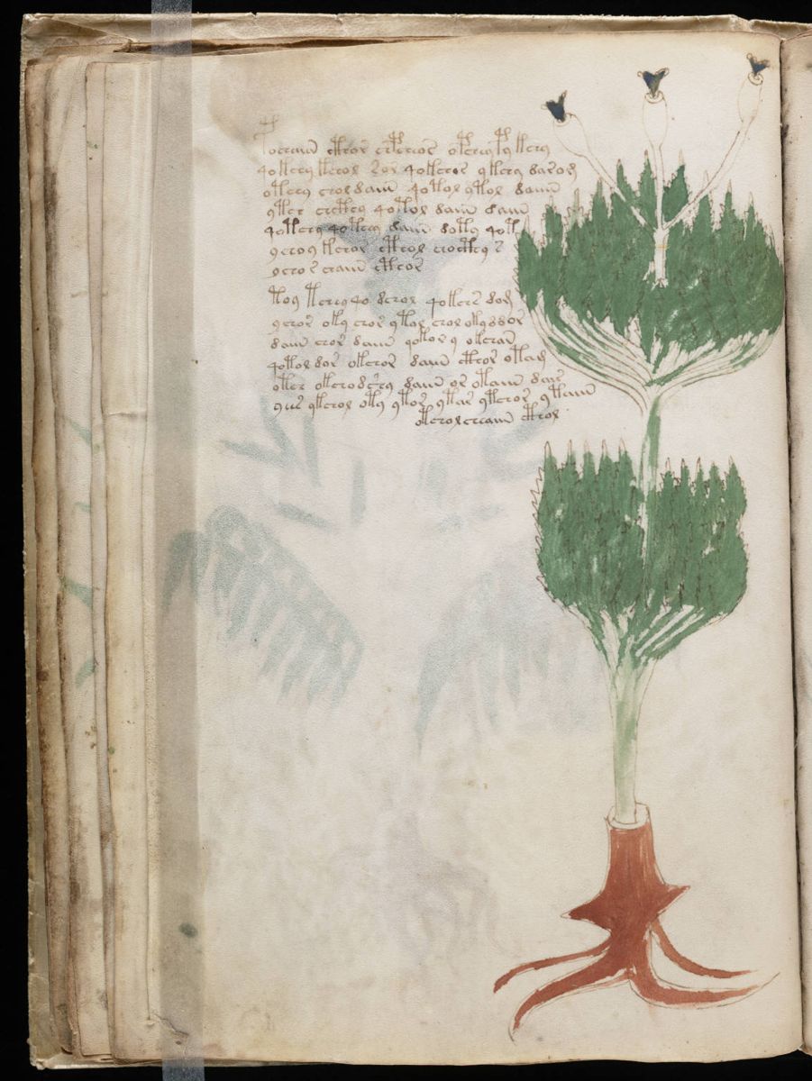 Voynich Manuscript (38).jpg Voynich Manuscript (38).jpg