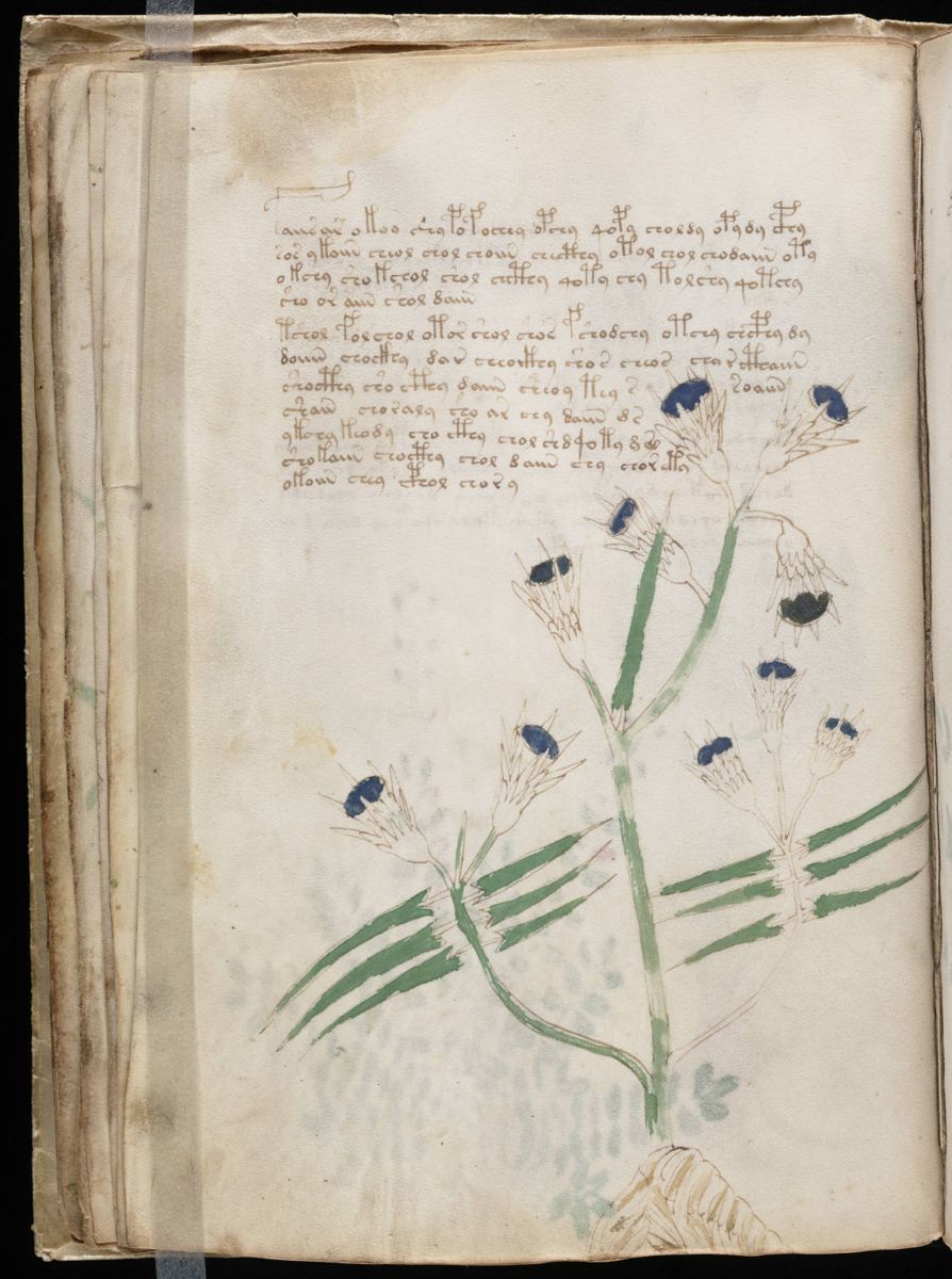 Voynich Manuscript (40).jpg Voynich Manuscript (40).jpg
