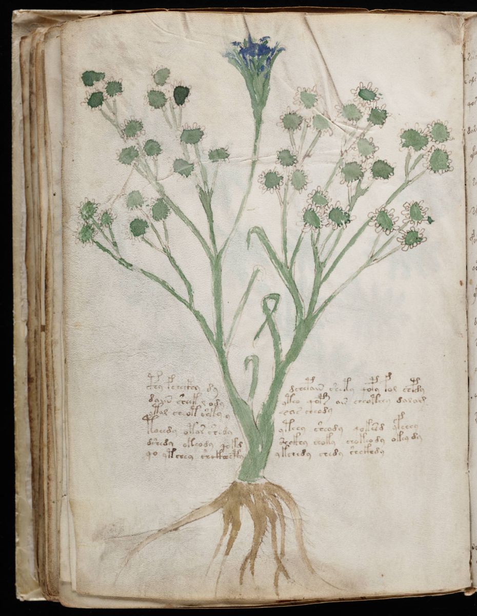 Voynich Manuscript (118).jpg Voynich Manuscript (118).jpg