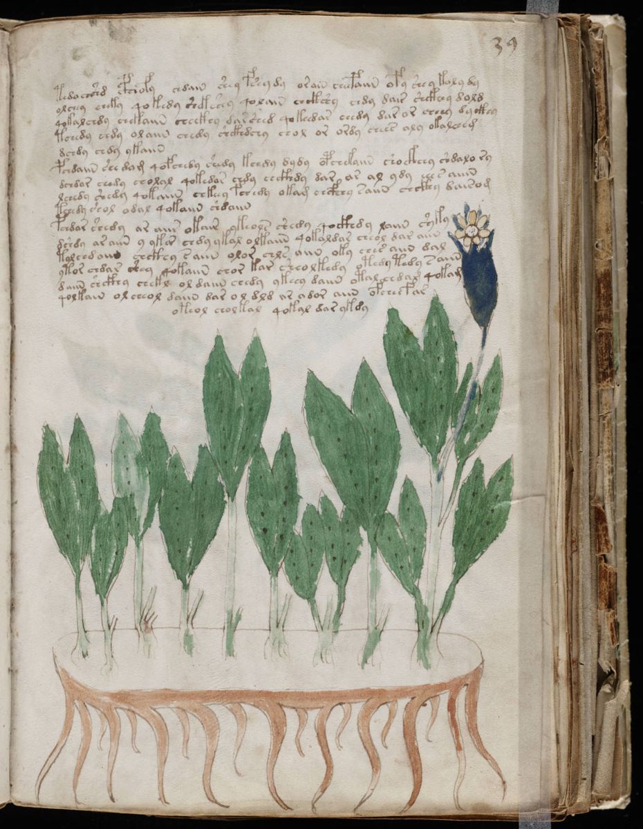 Voynich Manuscript (77).jpg Voynich Manuscript (77).jpg