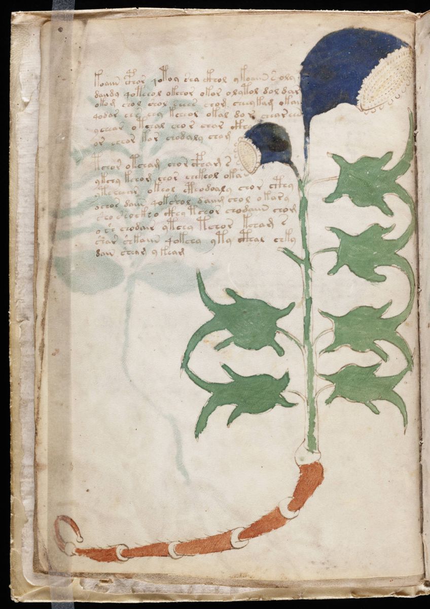 Voynich Manuscript (8).jpg Voynich Manuscript (8).jpg