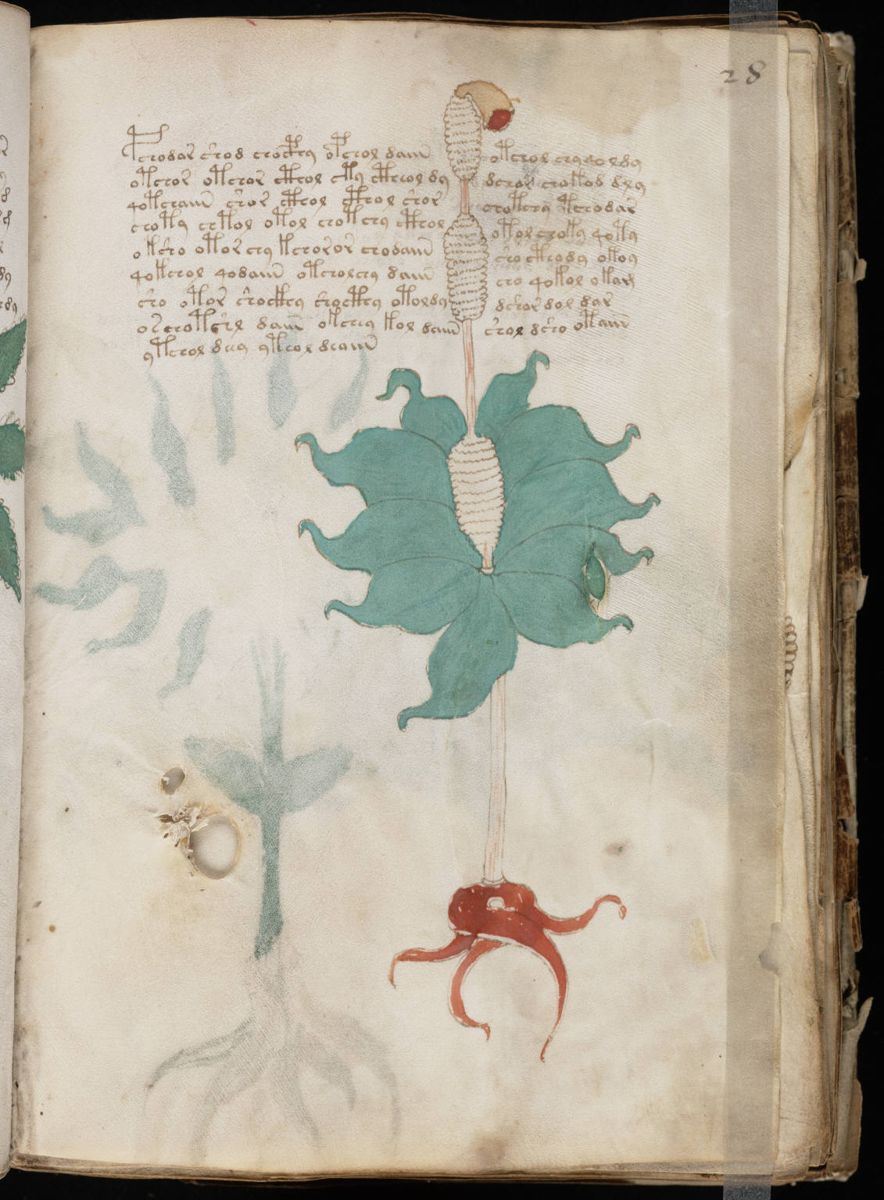 Voynich Manuscript (55).jpg Voynich Manuscript (55).jpg