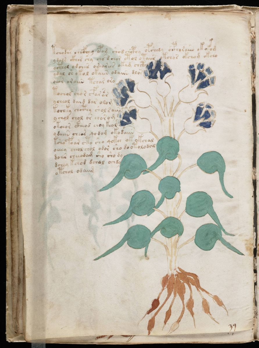Voynich Manuscript (48).jpg Voynich Manuscript (48).jpg