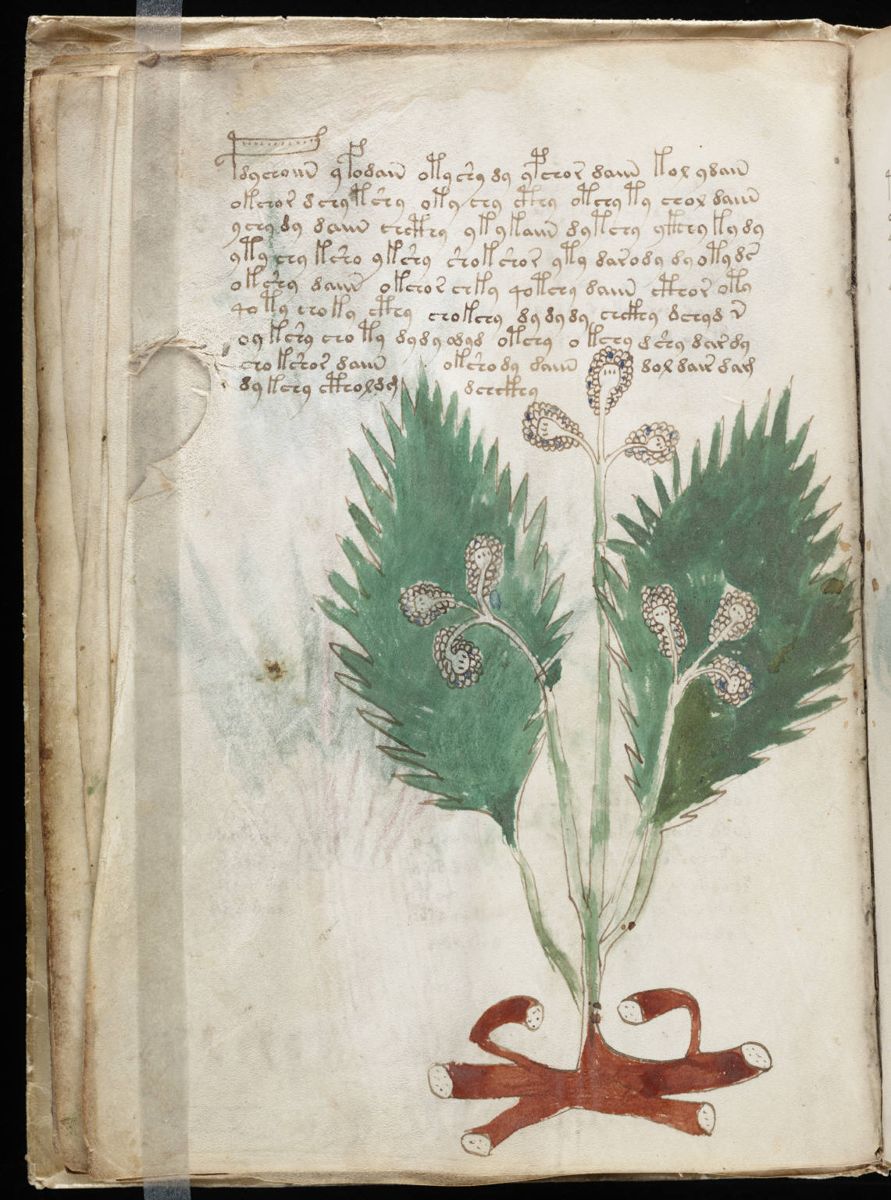 Voynich Manuscript (28).jpg Voynich Manuscript (28).jpg