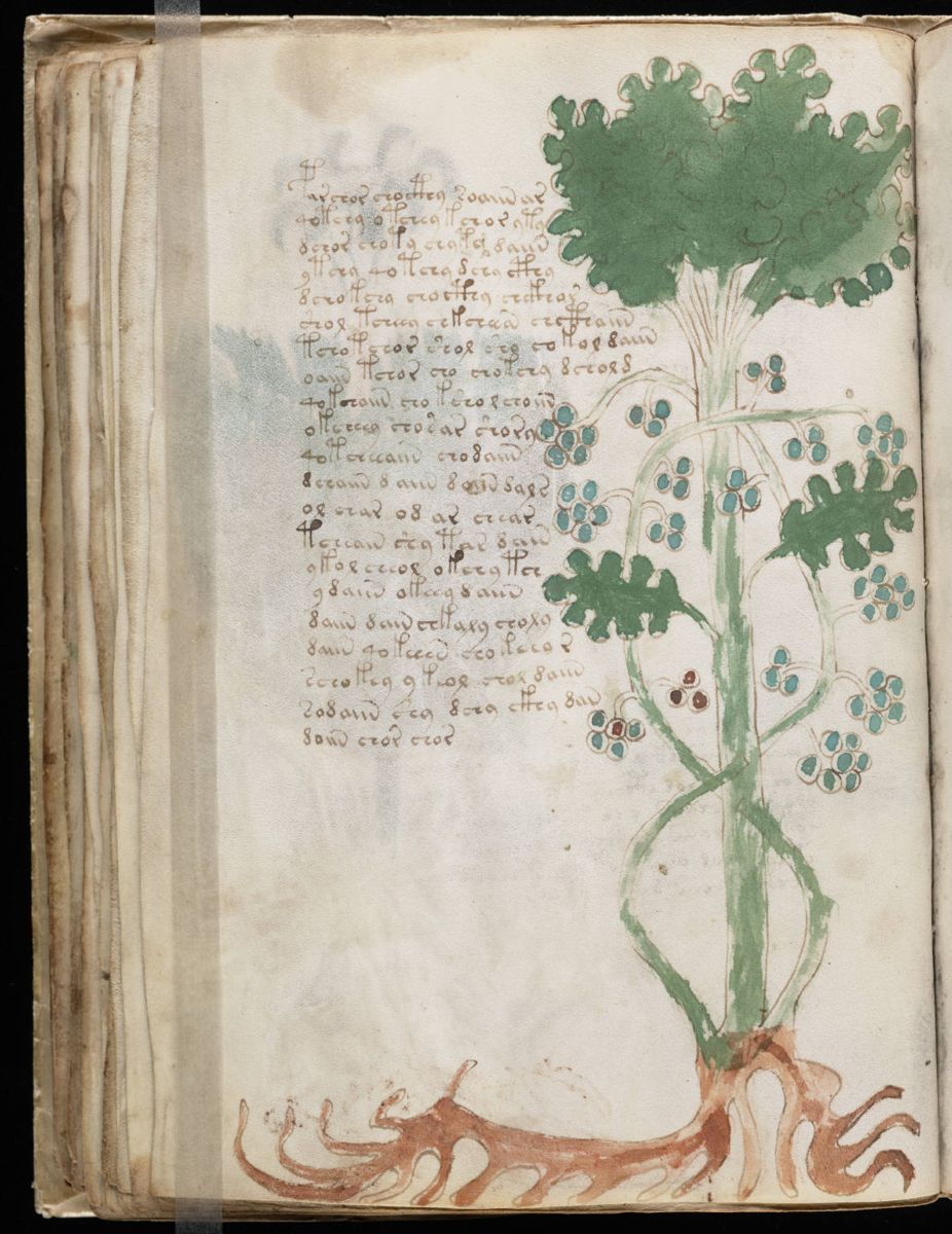 Voynich Manuscript (70).jpg Voynich Manuscript (70).jpg