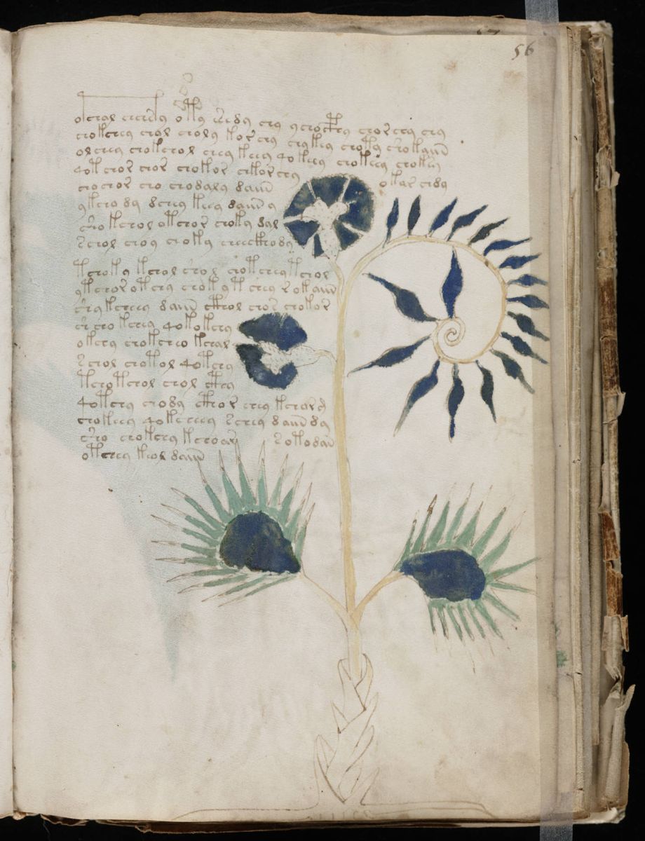 Voynich Manuscript (111).jpg Voynich Manuscript (111).jpg