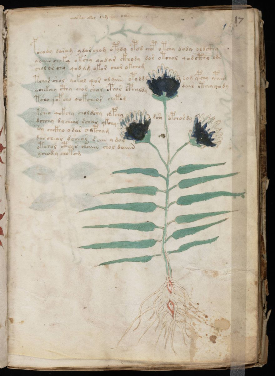 Voynich Manuscript (33).jpg Voynich Manuscript (33).jpg