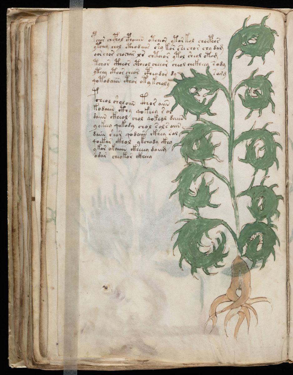 Voynich Manuscript (104).jpg Voynich Manuscript (104).jpg