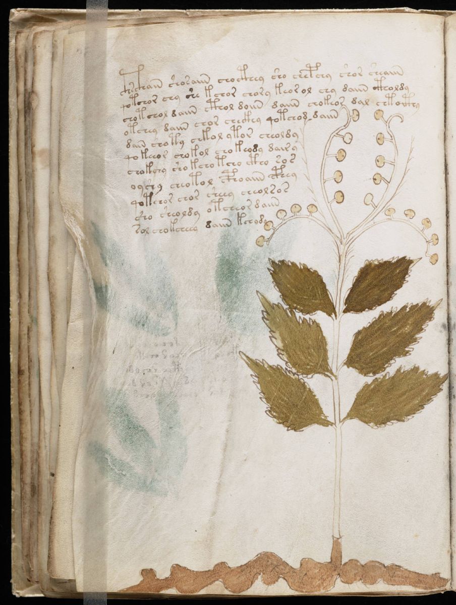 Voynich Manuscript (60).jpg Voynich Manuscript (60).jpg