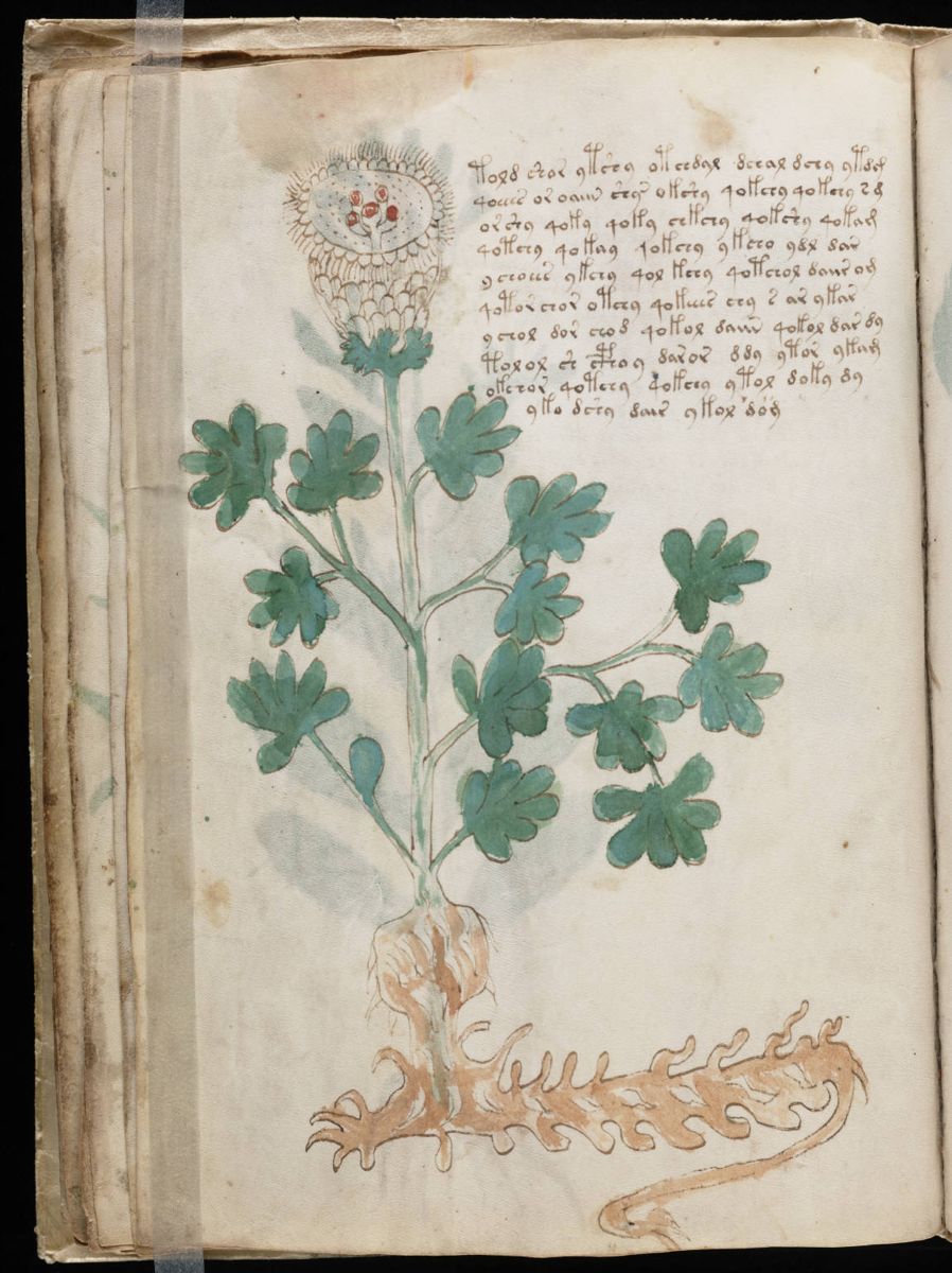 Voynich Manuscript (36).jpg Voynich Manuscript (36).jpg