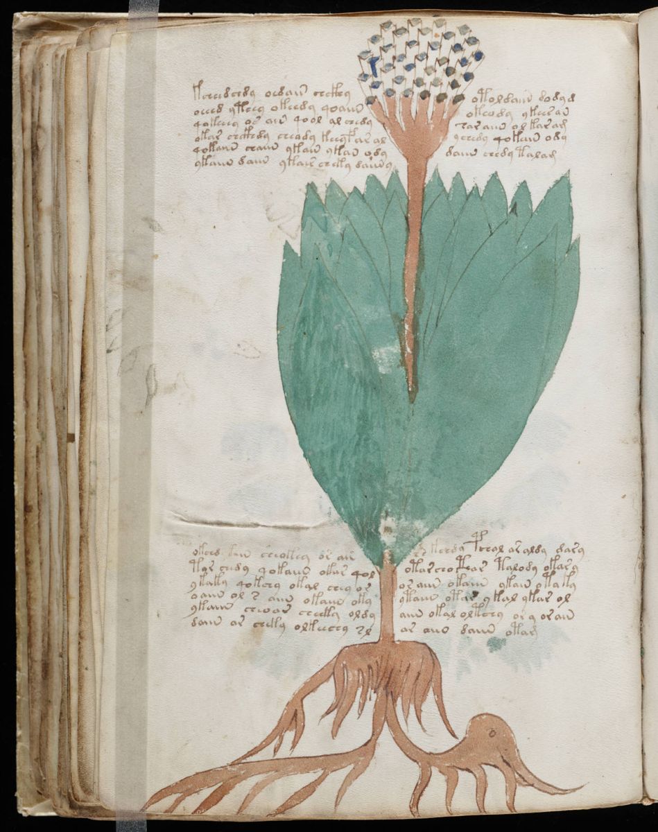 Voynich Manuscript (110).jpg Voynich Manuscript (110).jpg