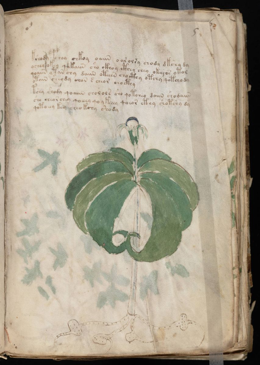 Voynich Manuscript (11).jpg Voynich Manuscript (11).jpg