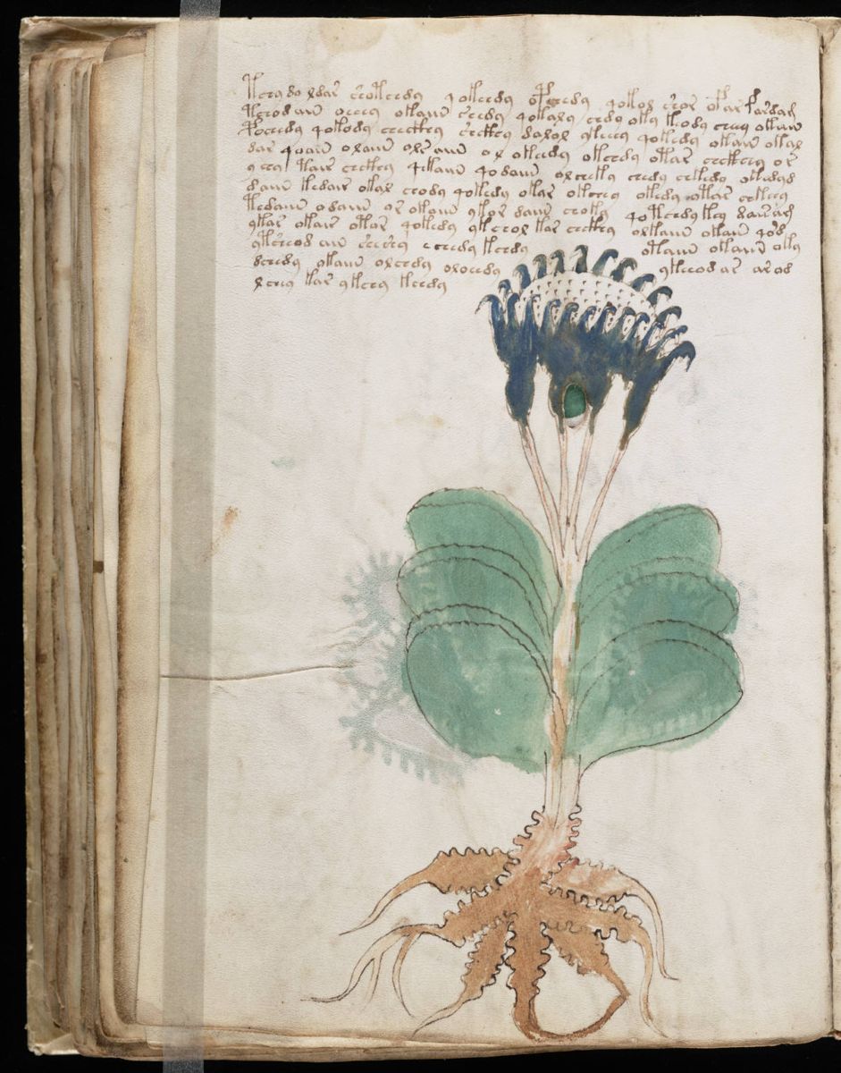 Voynich Manuscript (100).jpg Voynich Manuscript (100).jpg