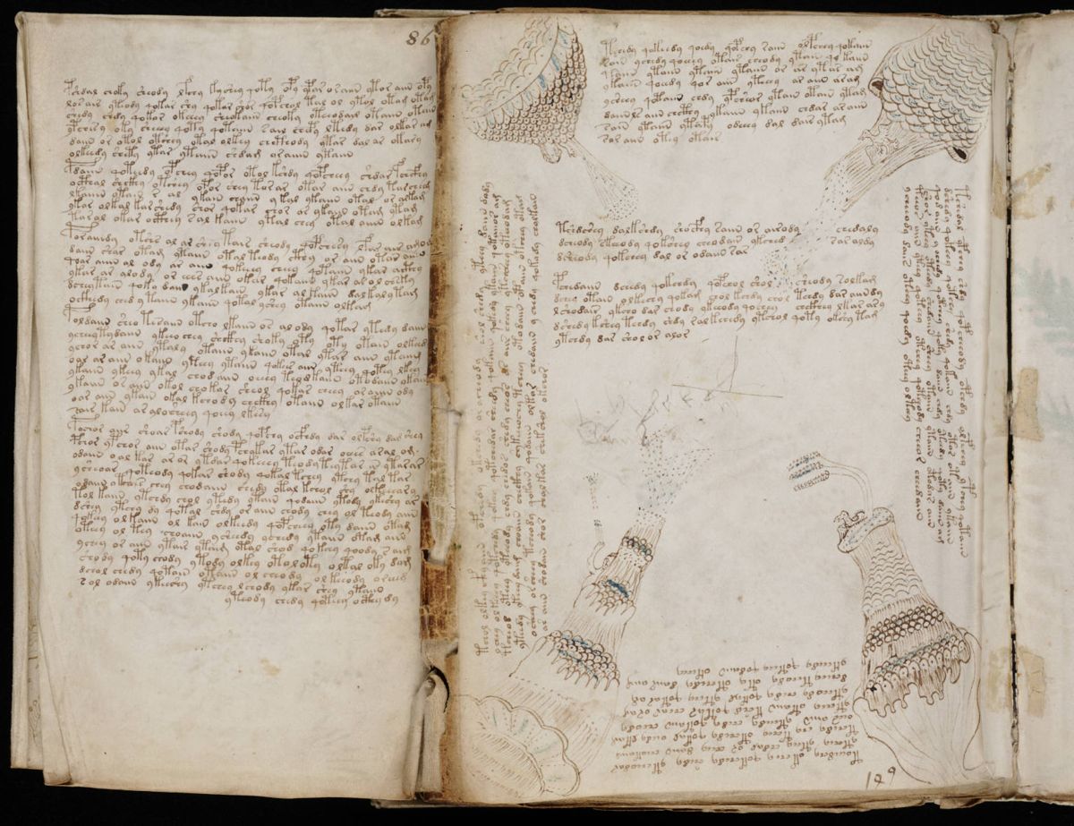 Voynich Manuscript (157).jpg Voynich Manuscript (157).jpg