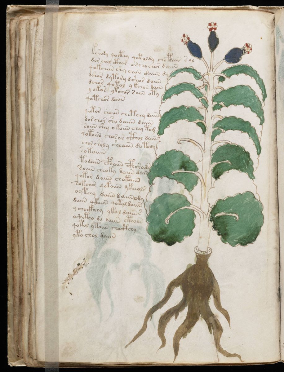 Voynich Manuscript (74).jpg Voynich Manuscript (74).jpg