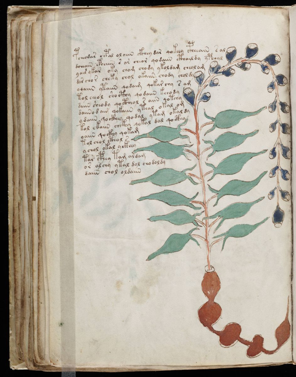 Voynich Manuscript (108).jpg Voynich Manuscript (108).jpg