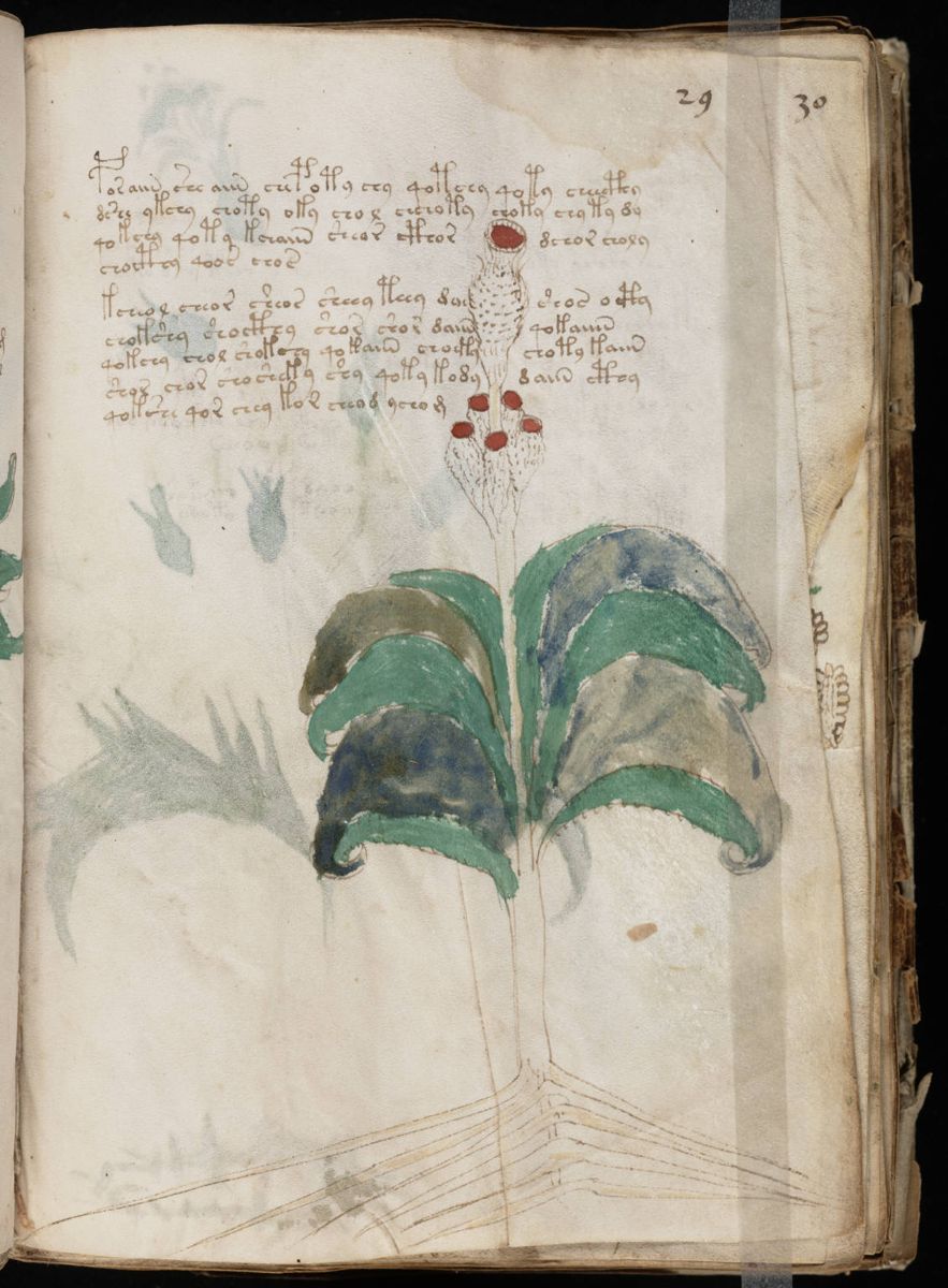 Voynich Manuscript (57).jpg Voynich Manuscript (57).jpg