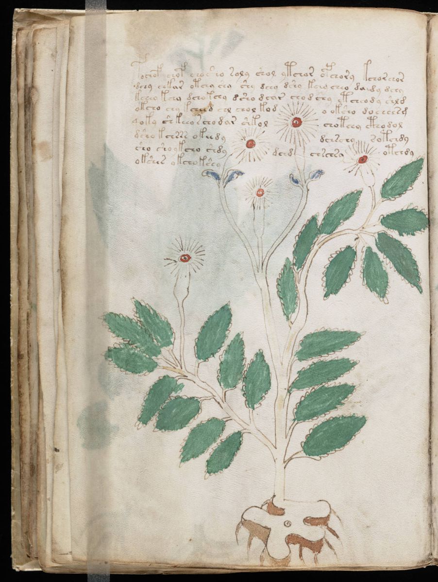 Voynich Manuscript (54).jpg Voynich Manuscript (54).jpg