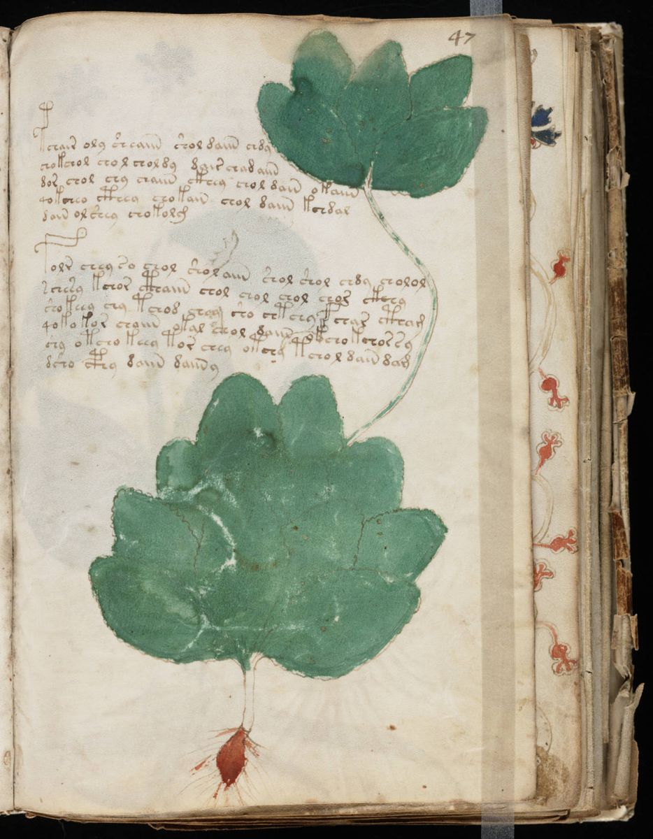 Voynich Manuscript (93).jpg Voynich Manuscript (93).jpg