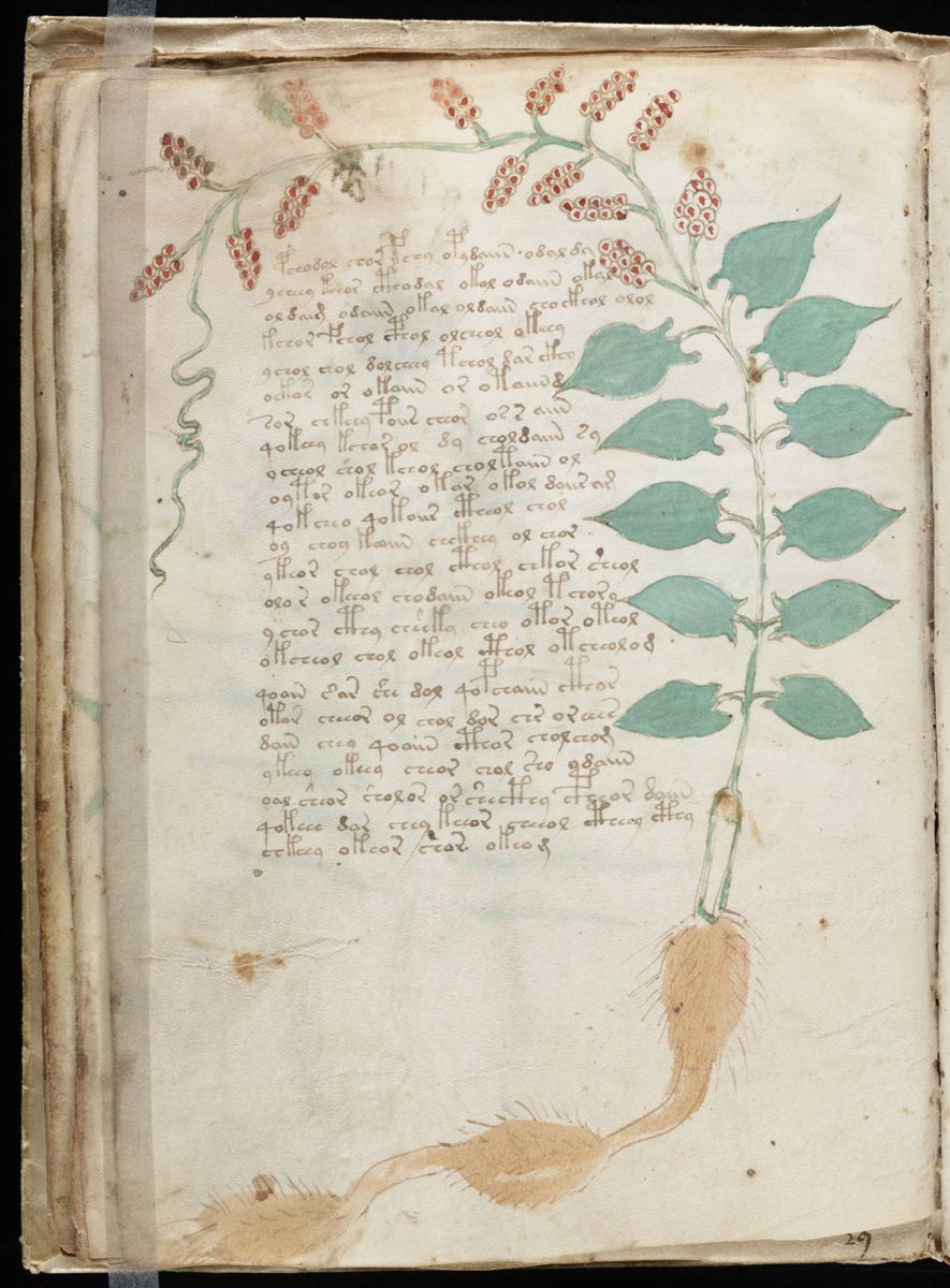 Voynich Manuscript (34).jpg Voynich Manuscript (34).jpg