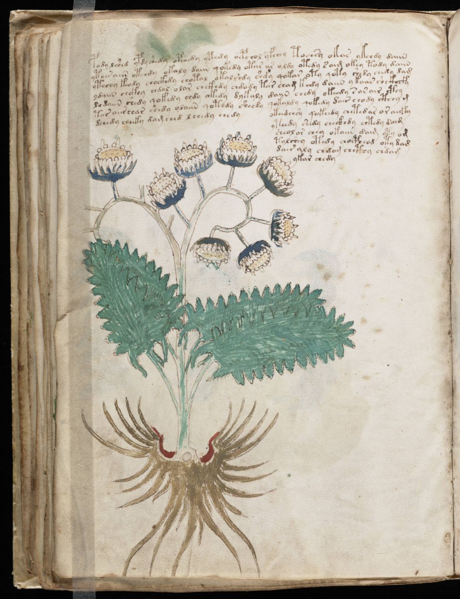 Voynich Manuscript (92).jpg Voynich Manuscript (92).jpg