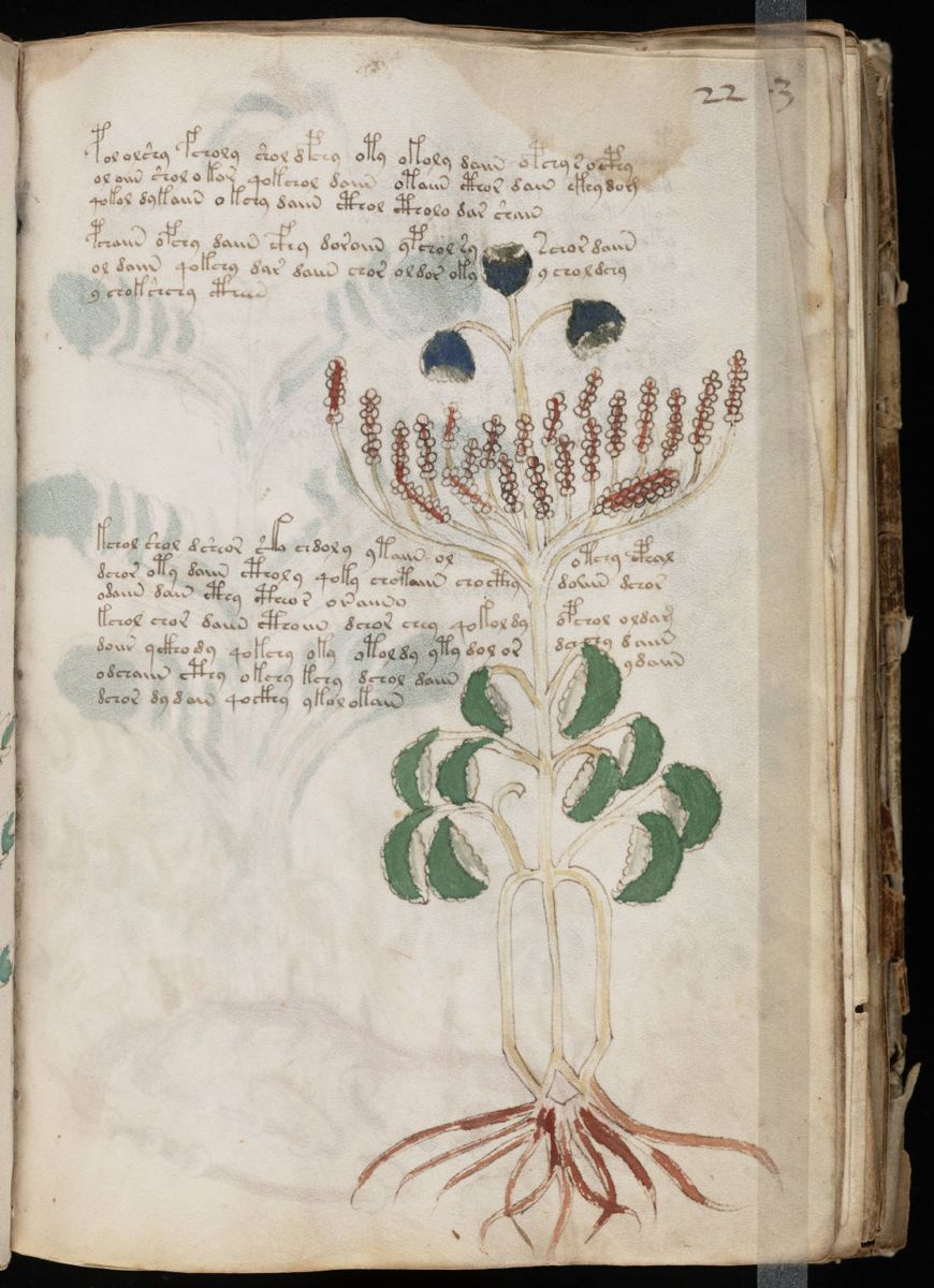 Voynich Manuscript (43).jpg Voynich Manuscript (43).jpg