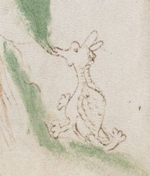 Voynich Manuscript (50) detail ((dragon)).jpg Voynich Manuscript (50) detail ((dragon)).jpg