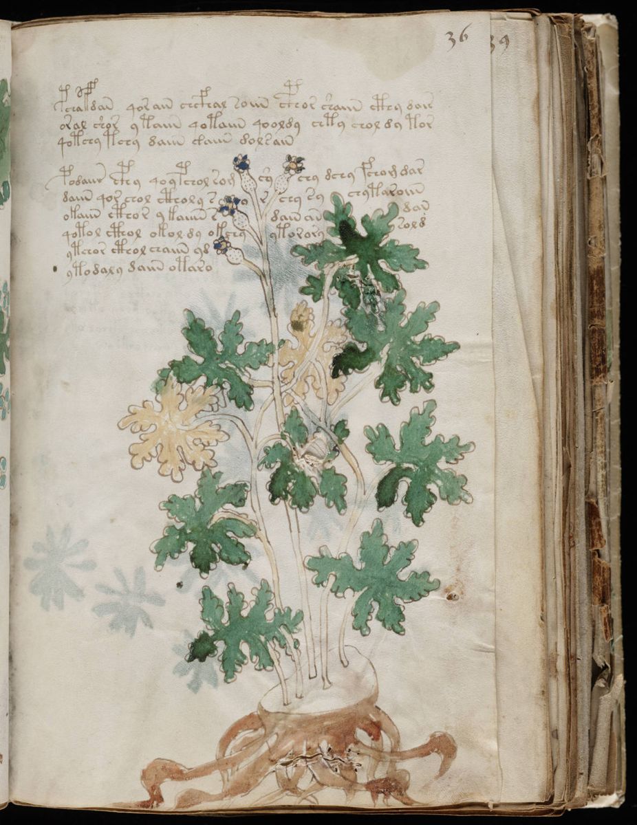 Voynich Manuscript (71).jpg Voynich Manuscript (71).jpg