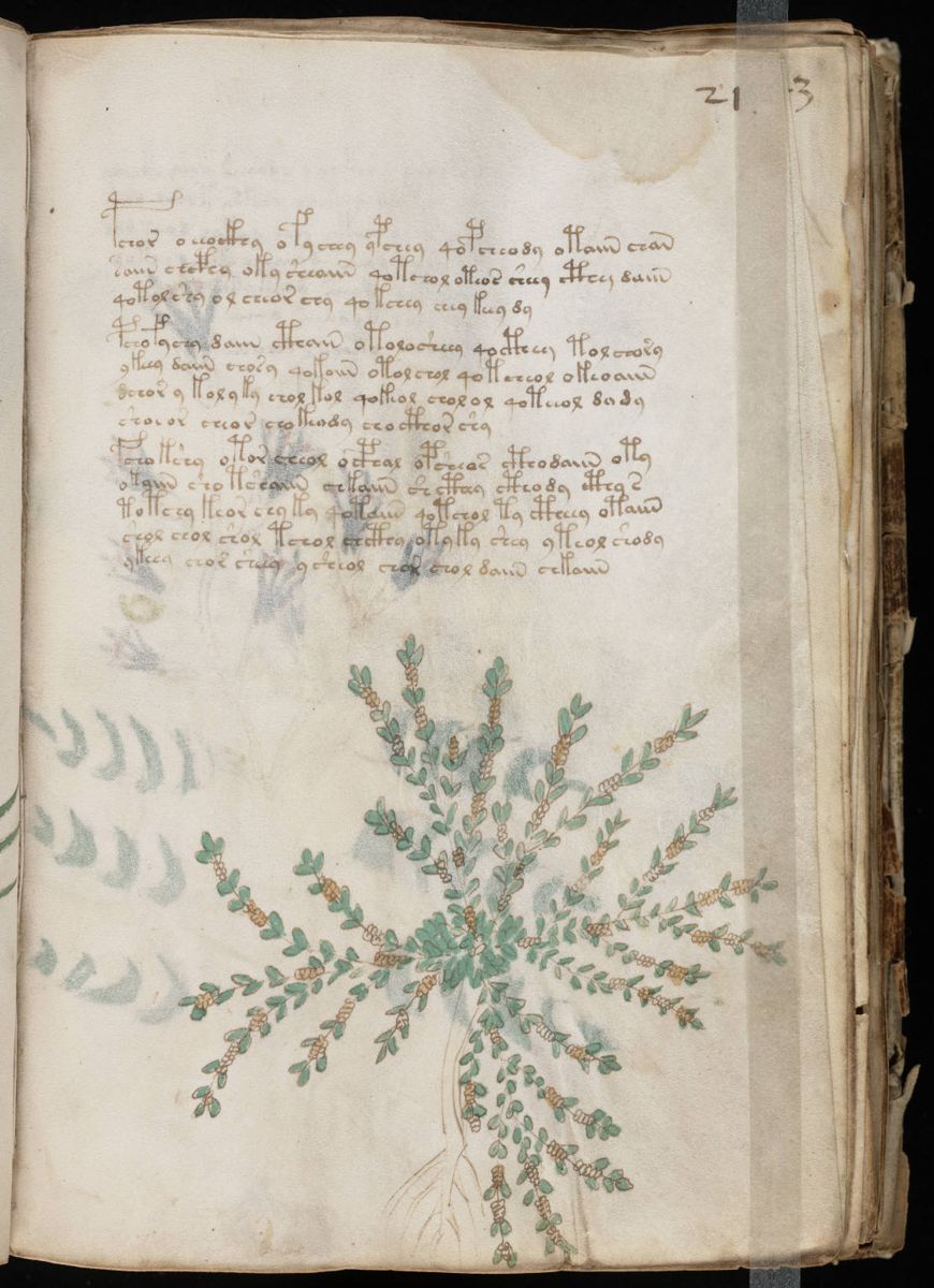 Voynich Manuscript (41).jpg Voynich Manuscript (41).jpg